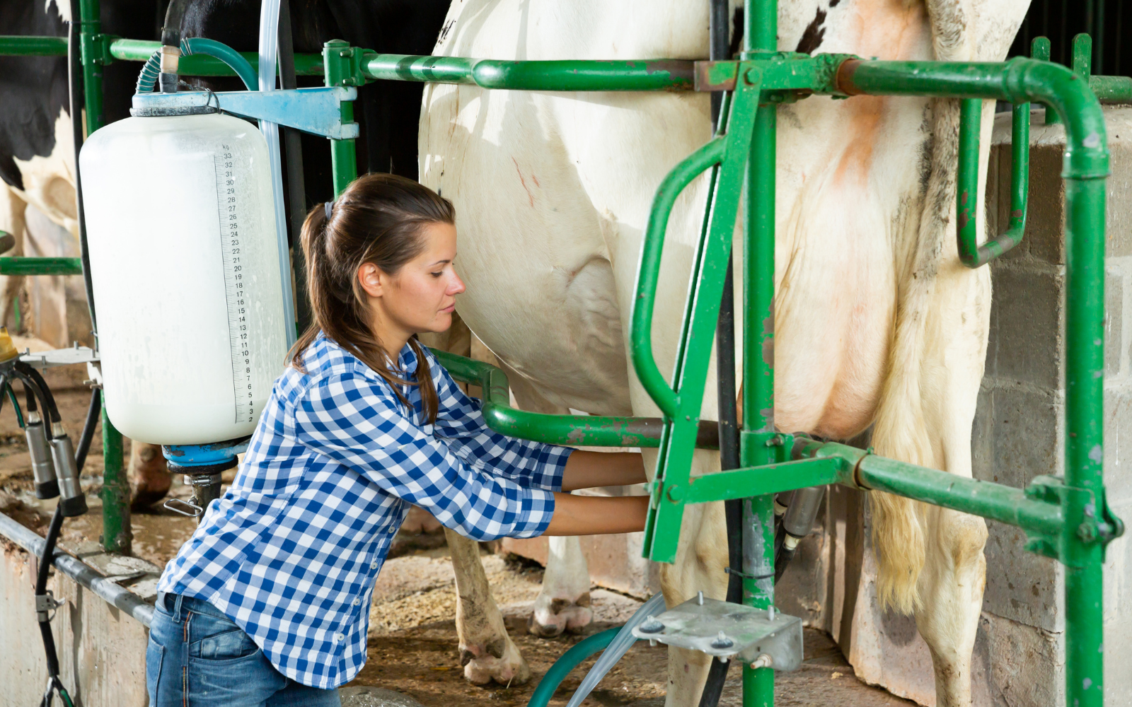 Quando falta gente, falta leite: o desafio de manter a ordenha em funcionamento - Cia do Leite - Transformamos qualidade do leite e produtividade das fazendas